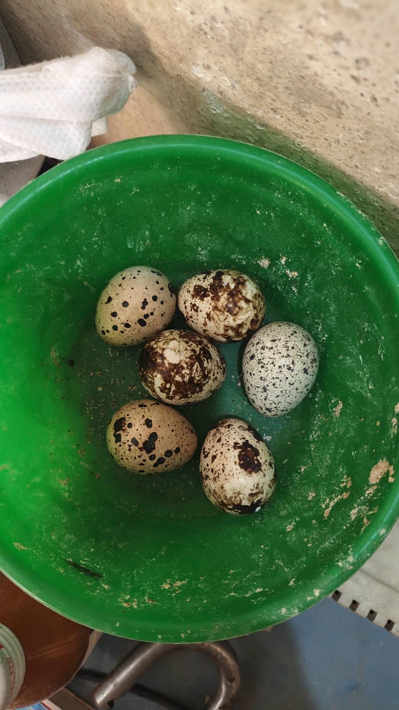 Desi Hens 8