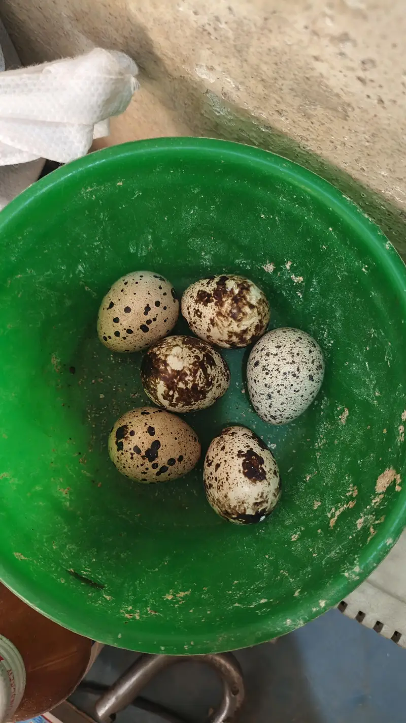 Desi Hens — photo 9