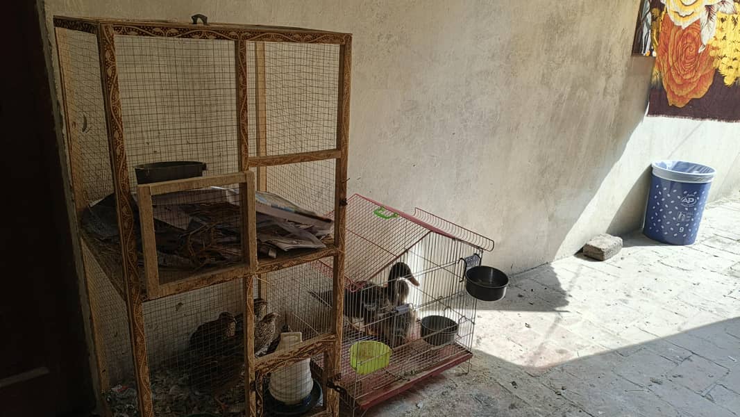Desi Hens 9