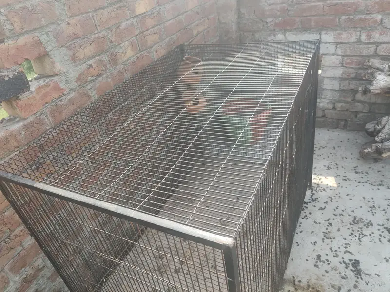03221406653big and heavy caeg available for all pets — photo 5