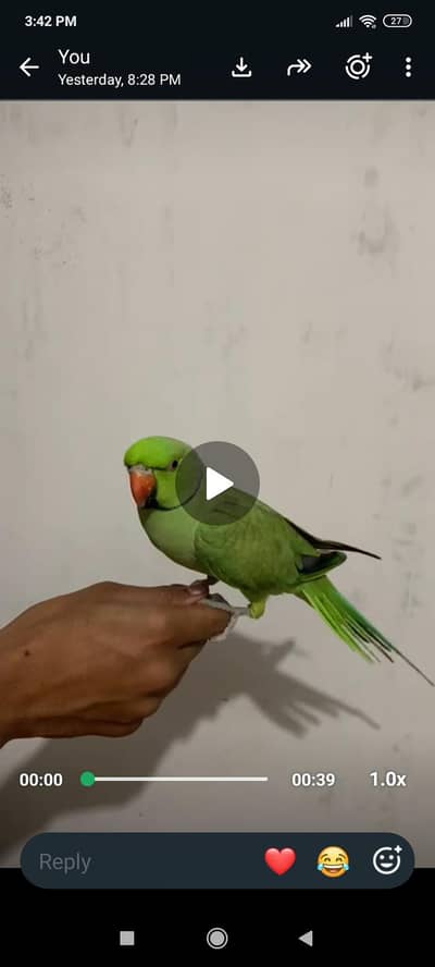 hand tame pair talking clear words 03701124986
