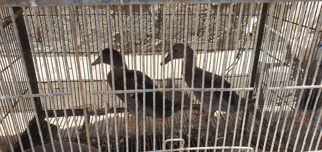 Duck Pair