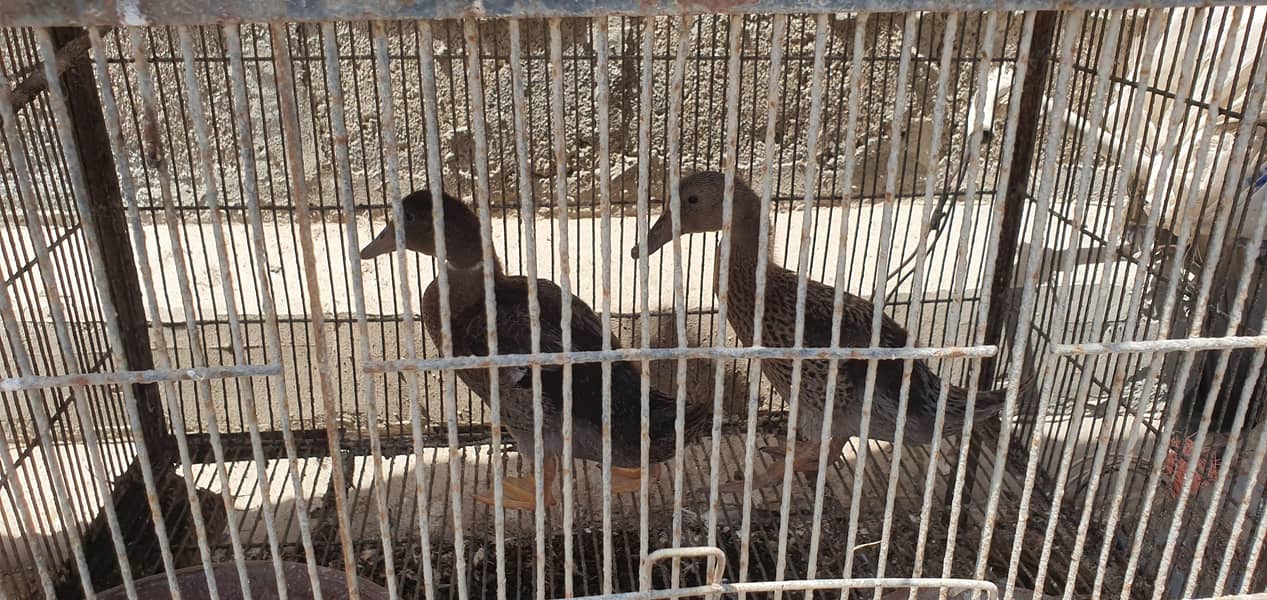 Duck Pair 0