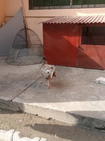 kruck murgi for urgent sale