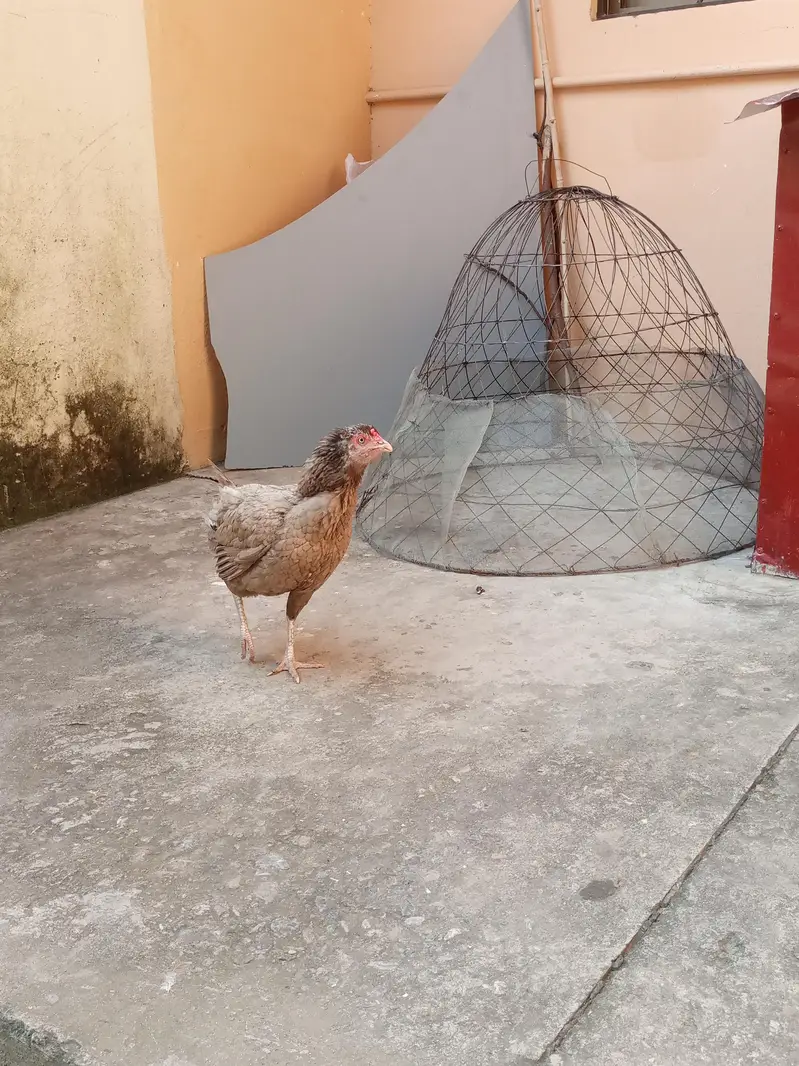 kruck murgi for urgent sale — photo 3