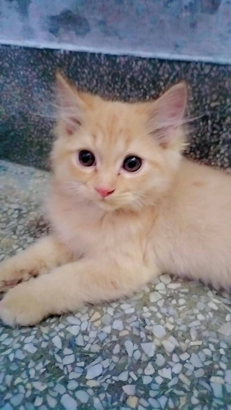vaccination complete 2