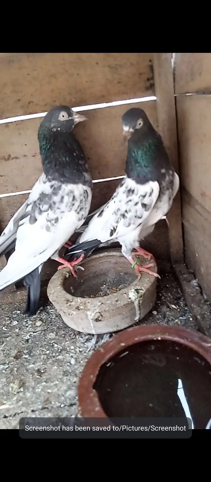 teddy pair for sale ( andai bucho ki varantee)