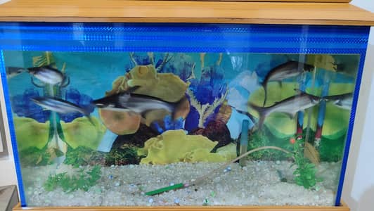 Aquarium Blue Line Shark