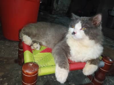 pershino cat gray and white