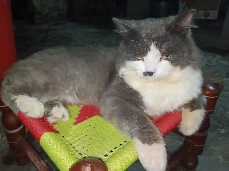pershino cat gray and white — photo 2
