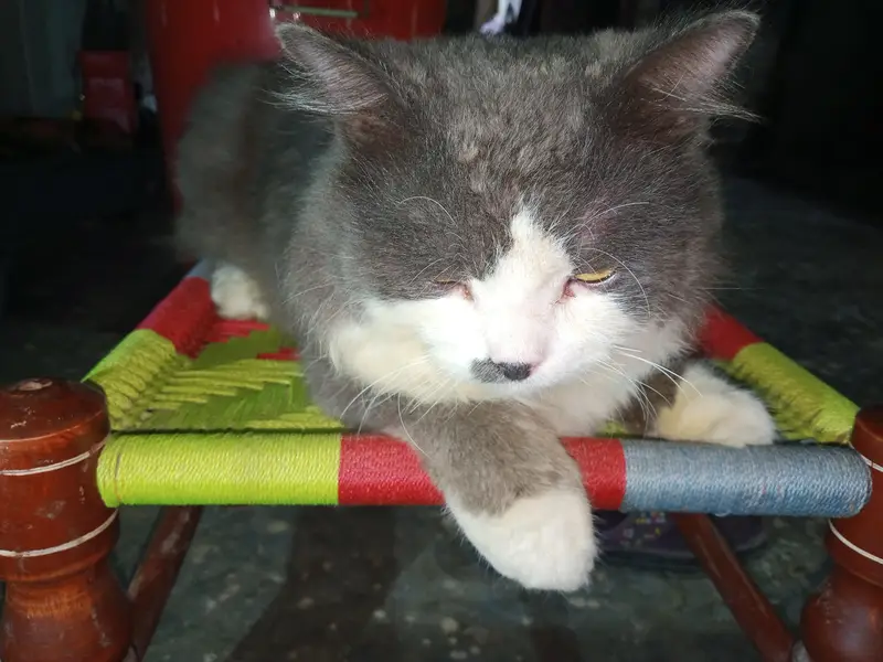 pershino cat gray and white — photo 3