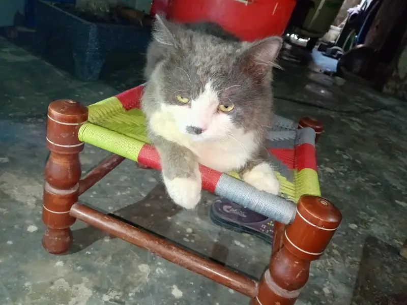 pershino cat gray and white — photo 4
