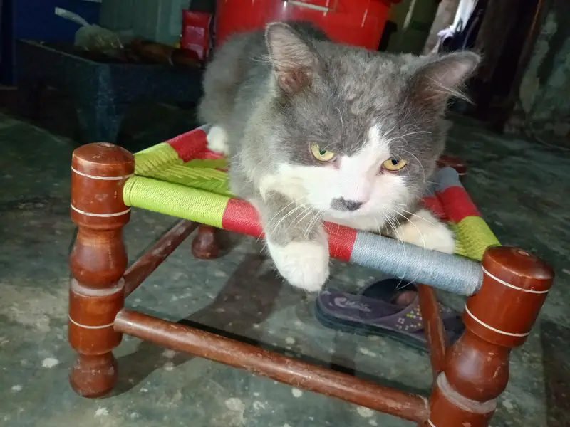 pershino cat gray and white — photo 5