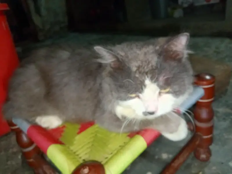 pershino cat gray and white — photo 6