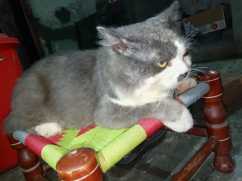 pershino cat gray and white — photo 7