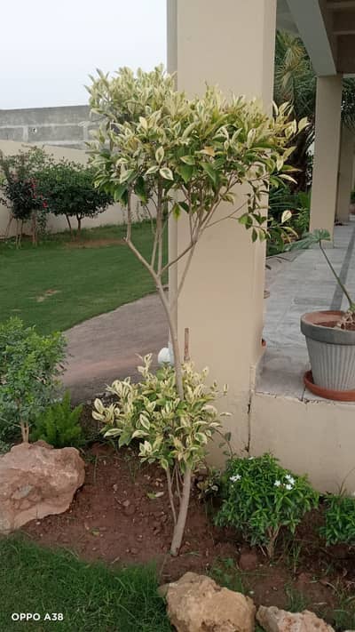 A spacious and peaceful 4-kanal house with a 1-kanal covered area is available for rent at a prime location.