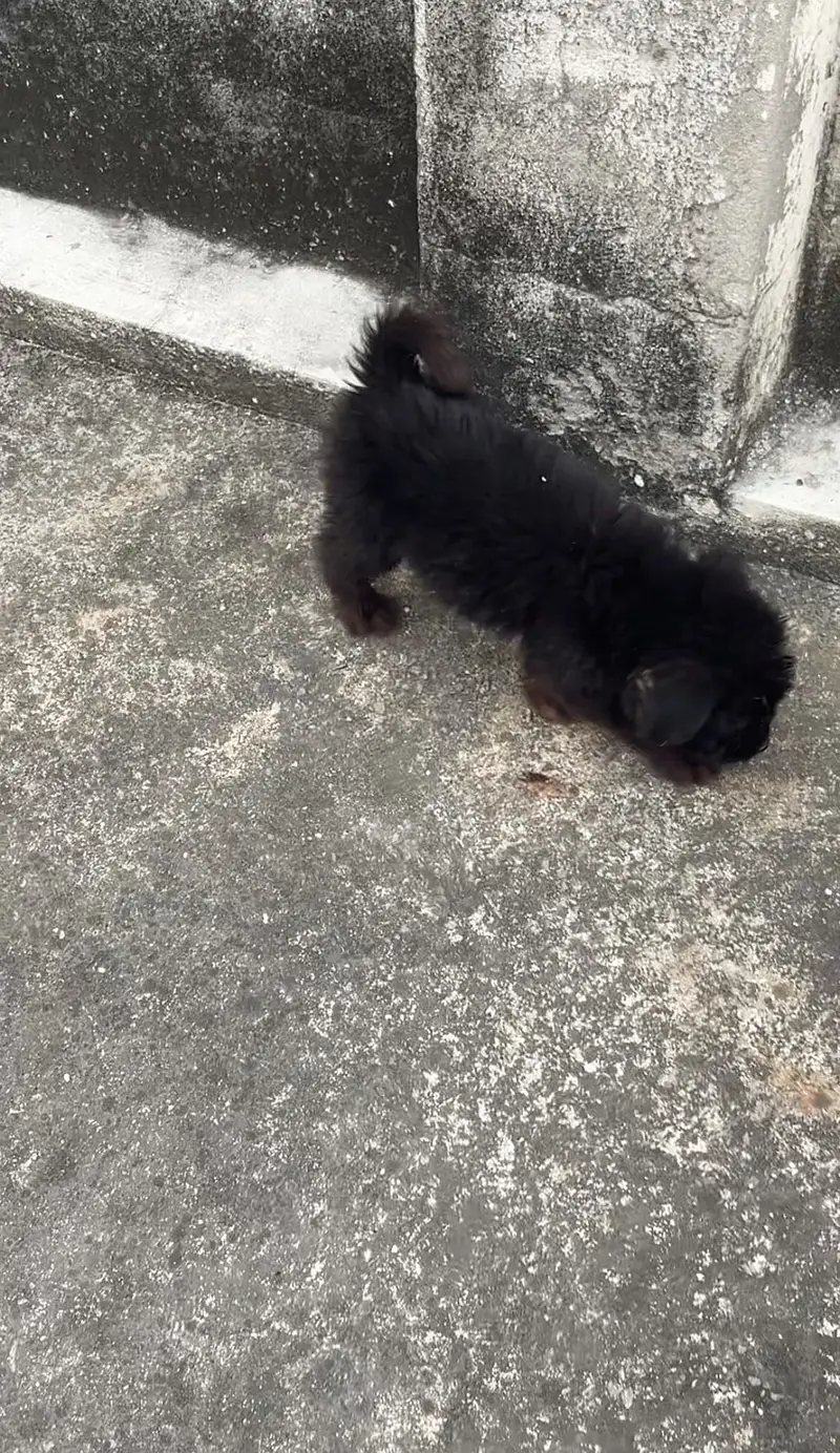Black German shepherd puppy — photo 2