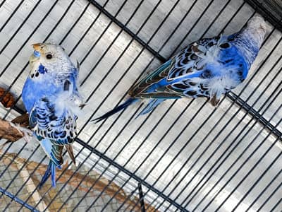 Hogoromo breeder pair