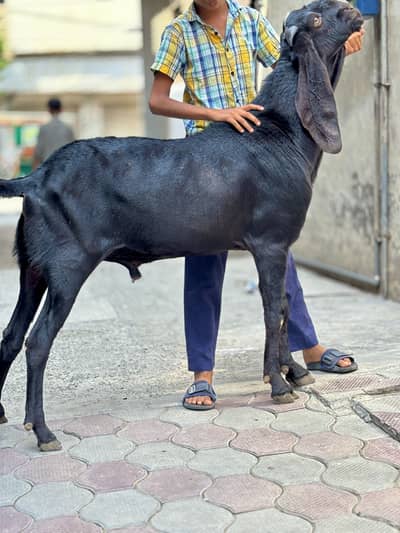 amratsari  beetal breeder bakra 6 dant