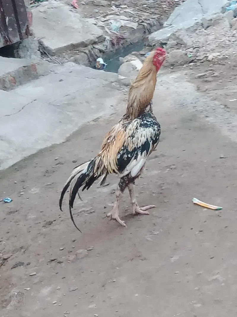 high quality murga for sale and exchange — photo 2