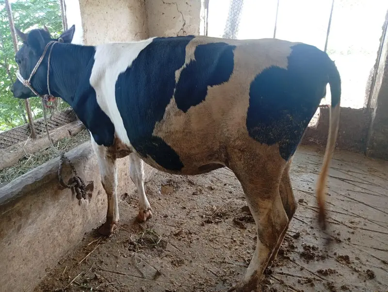 Pure Heifers for Sale