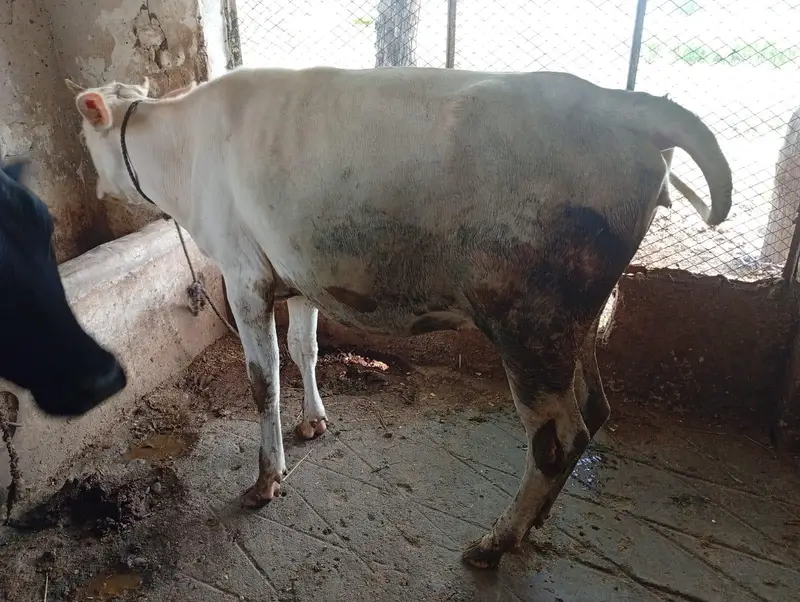 Pure Heifers for Sale — photo 2