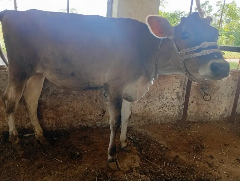 Pure Heifers for Sale — photo 3