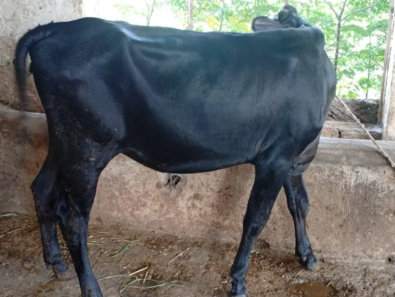 Pure Heifers for Sale — photo 5