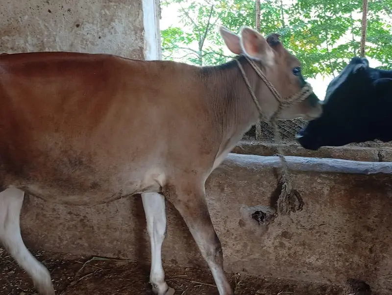 Pure Heifers for Sale — photo 6