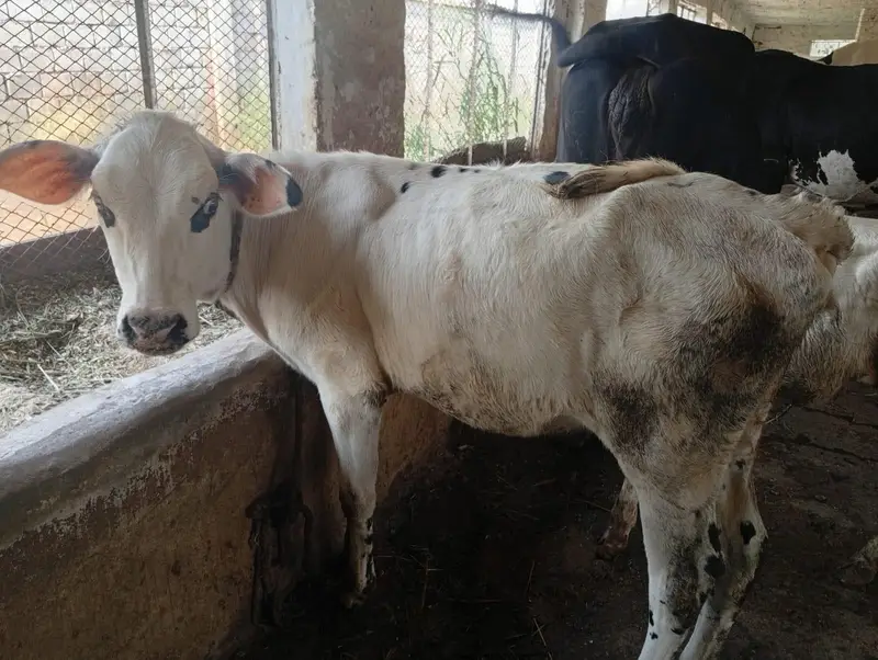 Pure Heifers for Sale — photo 7