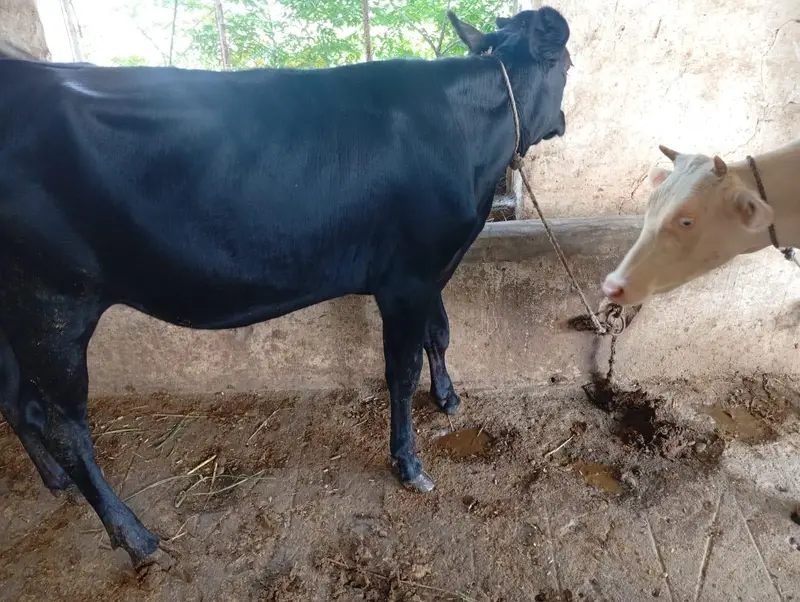 Pure Heifers for Sale — photo 8