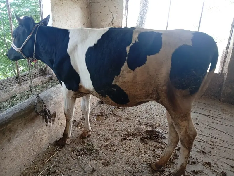 Pure Heifers for Sale — photo 9