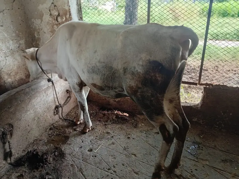 Pure Heifers for Sale — photo 10