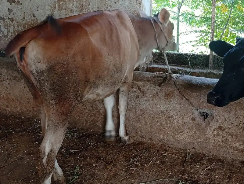 Pure Heifers for Sale — photo 11