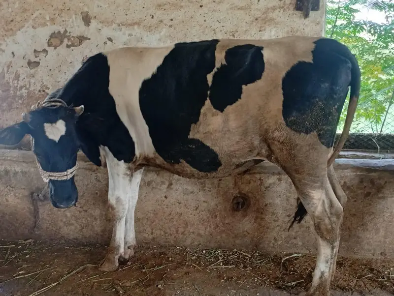 Pure Heifers for Sale — photo 12