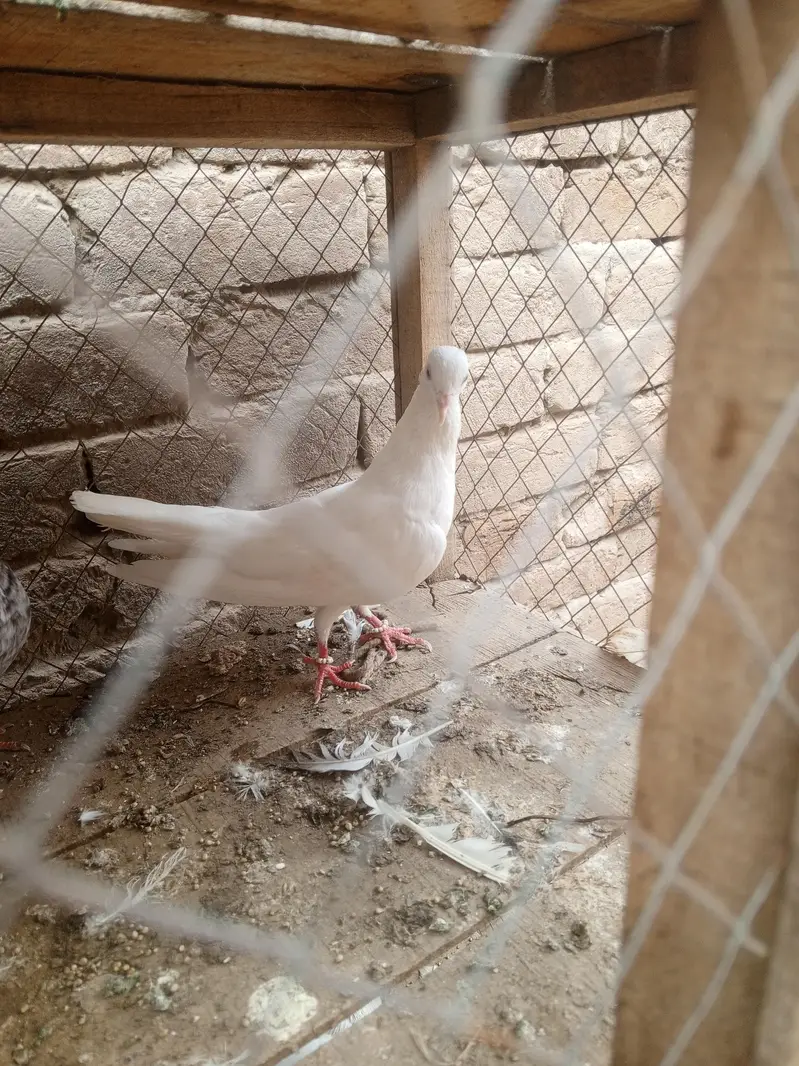 khubsurat kabootar — photo 2