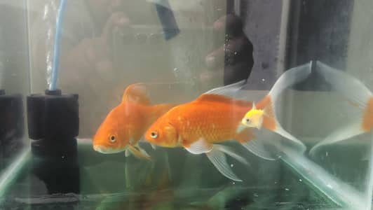 Carp fish