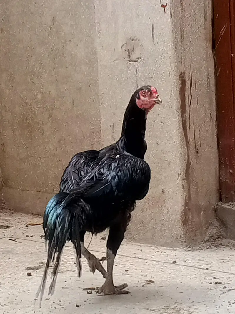 2 patha han — photo 4
