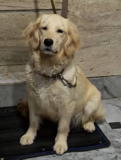 Golden Retriber female 18 microchip