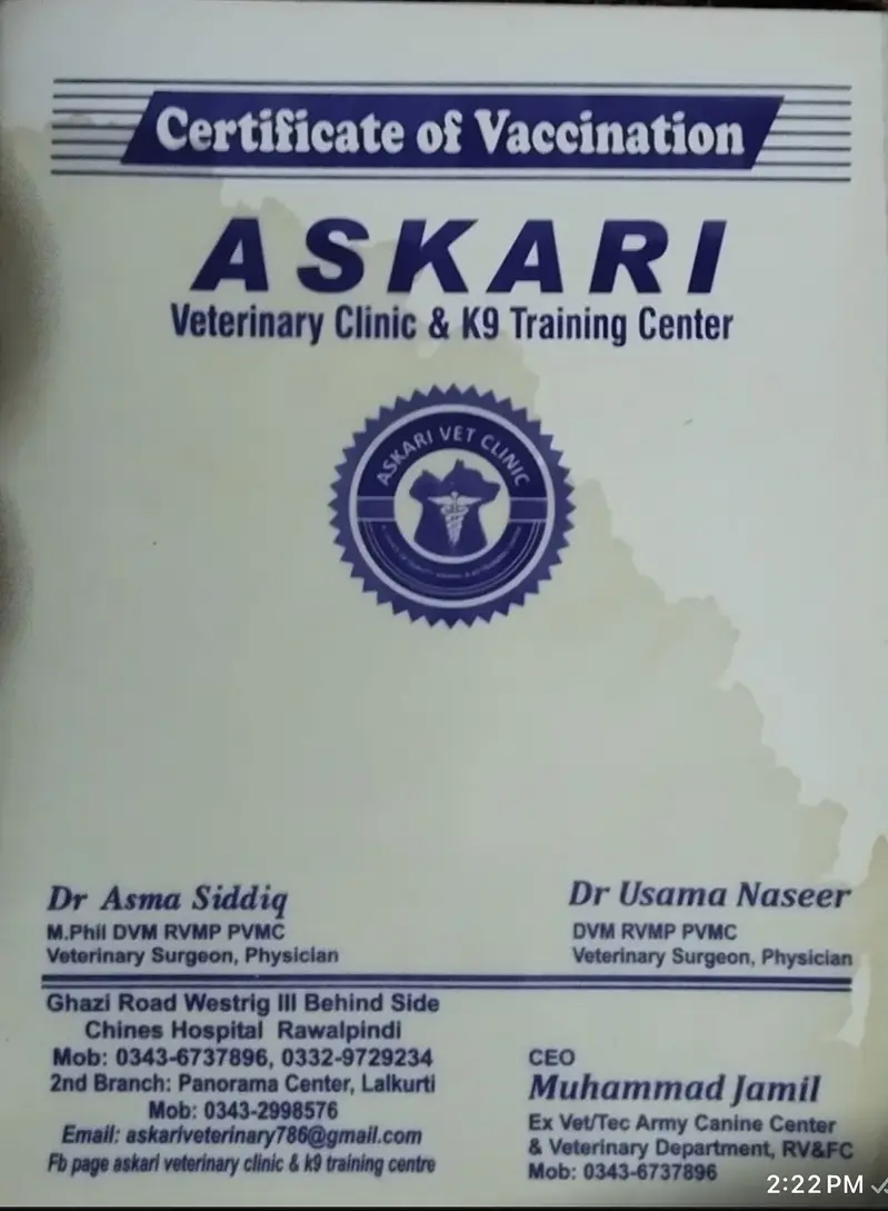 Golden Retriber female 18 microchip — photo 3