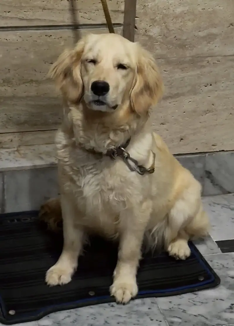 Golden Retriber female 18 microchip — photo 4