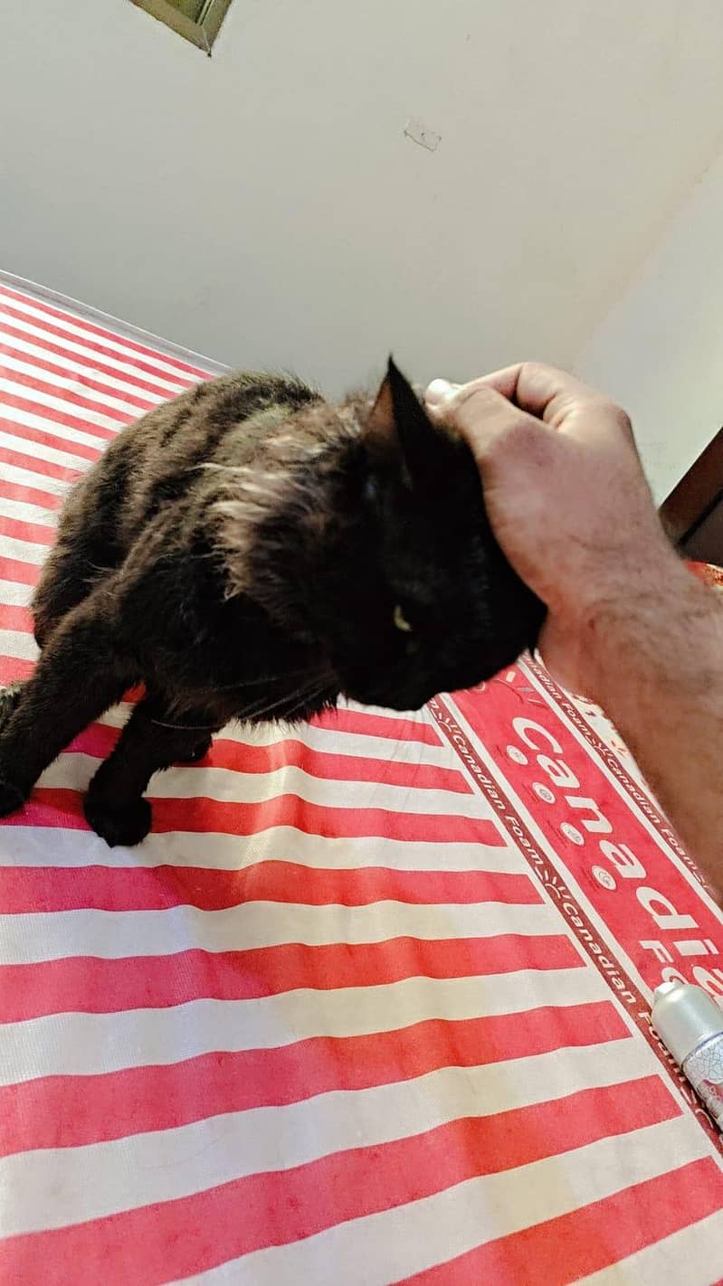Persian Cat For Sale Brown Color 1