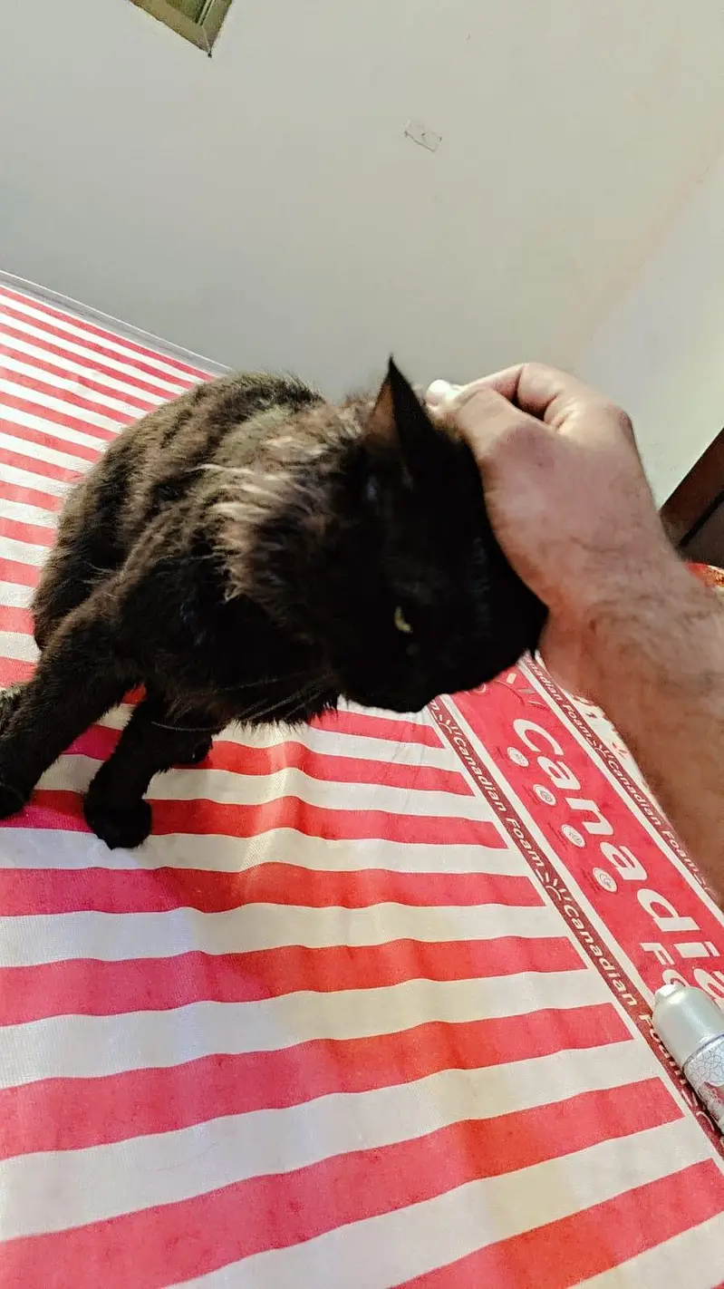 Persian Cat For Sale Brown Color — photo 2