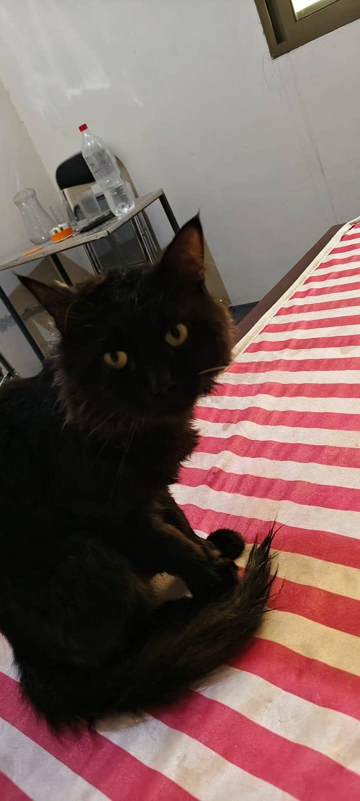 Persian Cat For Sale Brown Color 2