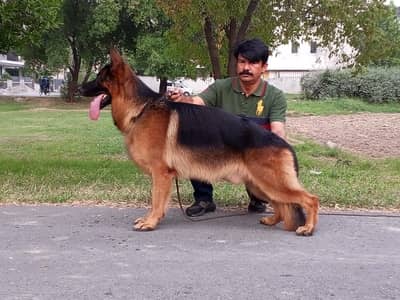 German  Shepherd Puppy | GSD | Non pedgree male | Long coat