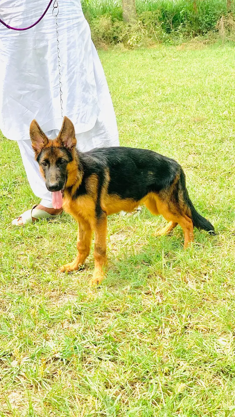 German Shepherd Puppy | GSD | Non pedgree male |03190439710 — photo 3