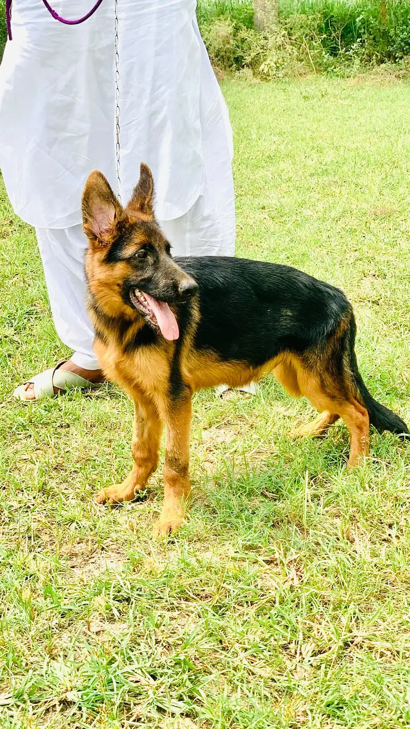 German Shepherd Puppy | GSD | Non pedgree male |03190439710 — photo 4