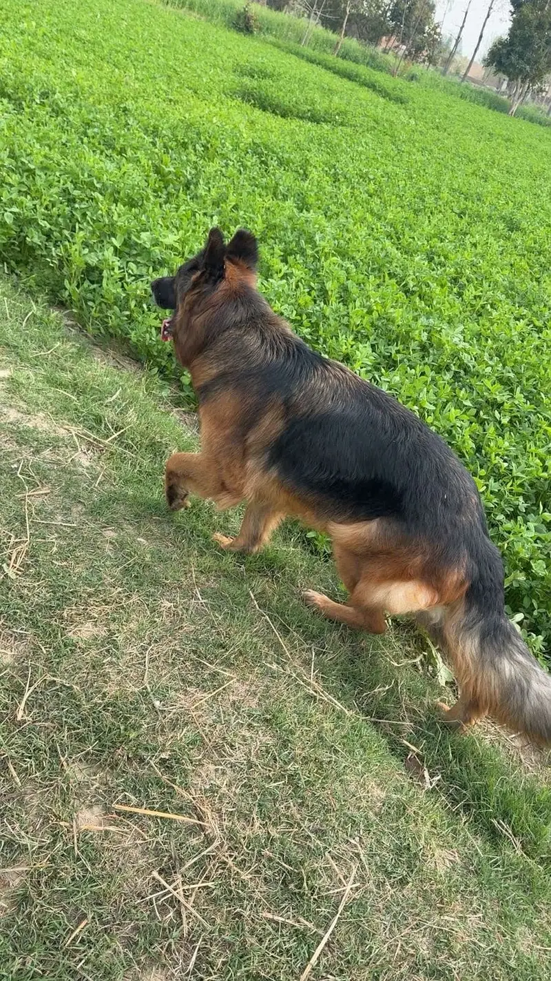 German Shepherd Puppy | GSD | Non pedgree male |03190439710 — photo 6