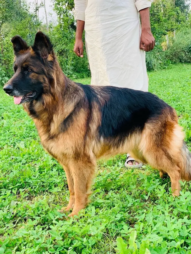 German Shepherd Puppy | GSD | Non pedgree male |03190439710 — photo 7