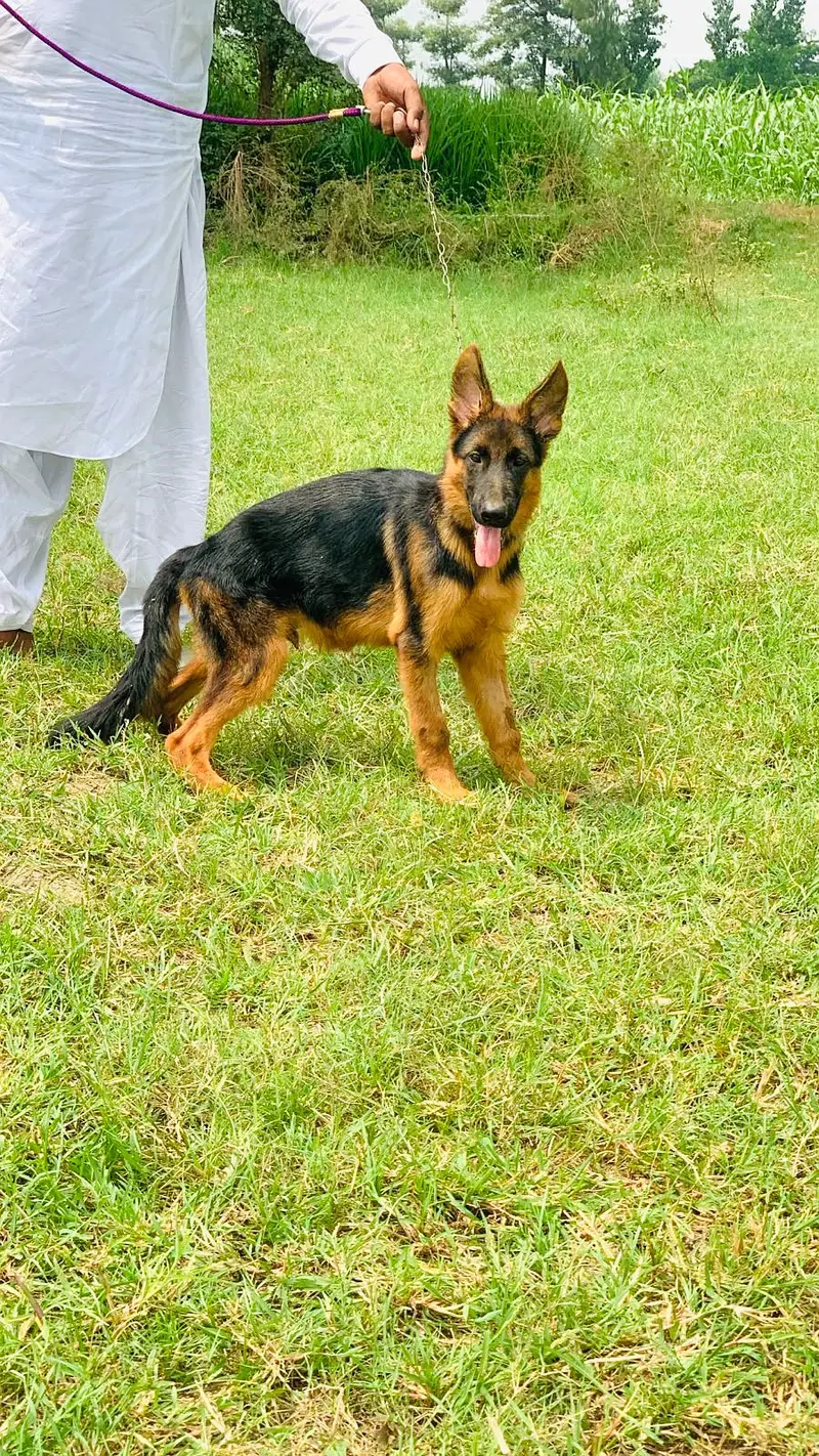 German Shepherd Puppy | GSD | Non pedgree male |03190439710 — photo 8
